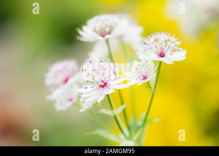 Astrantia wächst in einem englischen Landgarten, England Stockfoto