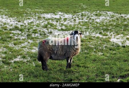 Auf der Wyre nahe der Küste von Fylde in Lancashire blickt ein Schaf, ein Ewe, von einem nassen und teilweise überschwemmten Feld in der Nähe des Dorfes Wrea Green. Stockfoto