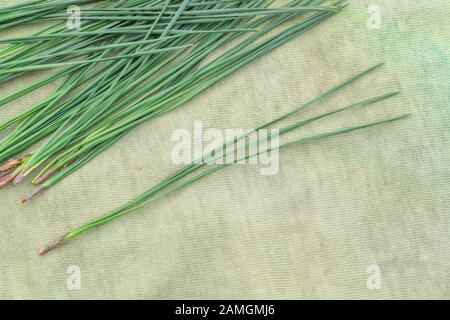 Nahaufnahme der Blattnadeln von Monterey Pine/Pinus radiata. Die Radiate Pine, wie sie auch bekannt ist, ist ungewöhnlich, wenn sie 3 Blattnadeln hat. Stockfoto