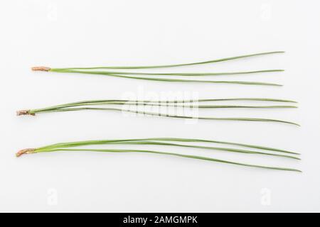 Nahaufnahme der Blattnadeln von Monterey Pine/Pinus radiata. Die Radiate Pine, wie sie auch bekannt ist, ist ungewöhnlich, wenn sie 3 Blattnadeln hat. Stockfoto