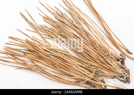 Nahaufnahme der Blattnadeln von Monterey Pine/Pinus radiata. Die Radiate Pine, wie sie auch bekannt ist, ist ungewöhnlich, wenn sie 3 Blattnadeln hat. Stockfoto