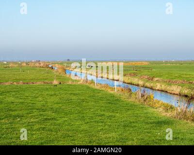 Holländische ländliche Landschaft mit Entwässerungsgraben, Kühen und Wiesen in Polder Eempolder, Niederlande Stockfoto