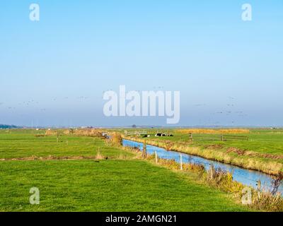 Holländische ländliche Landschaft mit Entwässerungsgraben, Kühen und Wiesen in Polder Eempolder, Niederlande Stockfoto
