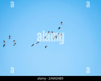 Herde von 2 Gänsen mit Barnacle und Gruppe von Gänsen mit weißer Vorderseite, die gegen den blauen Himmel fliegen, Vogelwanderung in den Niederlanden Stockfoto