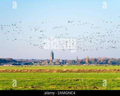 Gruppen von Gänsen mit grauem und weißem Vorbau, die über Wiesen in Polder Eempolder und Kirche von Eemnes, Niederlande, fliegen Stockfoto