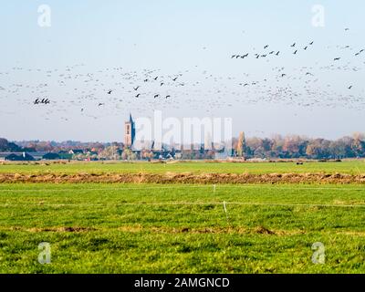 Gruppen von Gänsen mit grauem und weißem Vorbau, die über Wiesen in Polder Eempolder und Kirche von Eemnes, Niederlande, fliegen Stockfoto