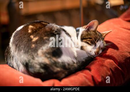 Budge, die in der Kathedrale von Norwich ansässige Katze, schläft auf einem Chorstall, Norfolk, England Stockfoto