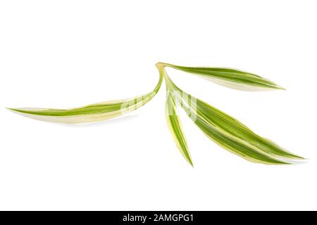 Chlorophytum comosum auf weißem Hintergrund Stockfoto