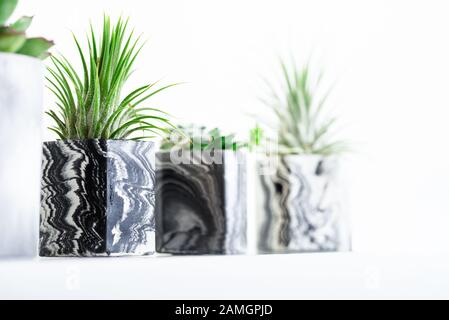 Sammlung von marmoriert Geometrische saftige Pflanzmaschinen mit schönen kleinen Sukkulenten auf Weiß Regal gegen weiße Wand. Lifestyle Home Decoration Stockfoto