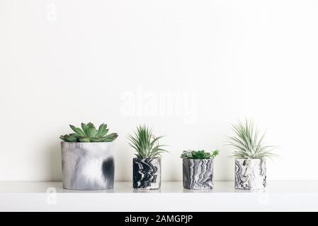 Sammlung von marmoriert Geometrische saftige Pflanzmaschinen mit schönen kleinen Sukkulenten auf Weiß Regal gegen weiße Wand. Lifestyle Home Decoration Stockfoto