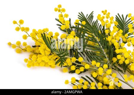 Mimosa (Silber-Akazie) Zweig isoliert auf weißem Hintergrund. Stockfoto