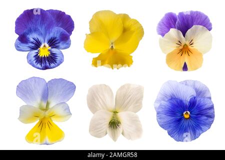 Pansy-Blumen vermischen sich isoliert auf weißem Hintergrund Stockfoto