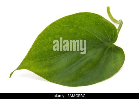 Philodendron skandiert Blatt isoliert auf weißem Hintergrund Stockfoto