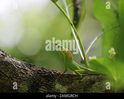 Kubanische grüne anole (Anolis porcatus) im Küstenregenwald (El Yunque, Baracoa) Stockfoto