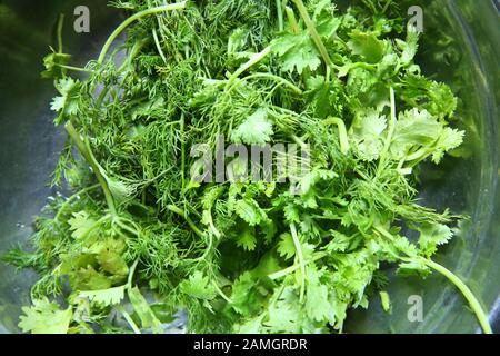 Grüne Blätter des jährlichen Anethum graveolens, die als Kraut und Gewürz verwendet werden. Makrofoto Nahaufnahme . Frischer Koriander in Platte. Frischer Dill und Koriander Stockfoto