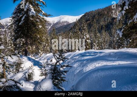 Winterwald im Val Fiscalina Stockfoto