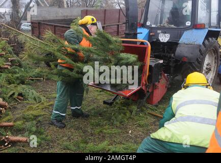 Januar 2020, Kiew, Ukraine: Weihnachtsbäume werden auf dem Gebiet der Sammelstelle für Weihnachtsbäume an der Produktionsbasis der CP SZN des Obolonsky-Viertels in Kiew in einen speziellen Späneschnäpper gesteckt. Seit dem 2. Januar werden in Kiew 15 Sammelstellen für Neujahrsbäume betrieben. Die gesammelten Bäume werden in einem speziellen Aktenvernichter zu Holzspänen verarbeitet und im Frühjahr zum Mulchen (Schutz des Bodens vor Austrocknung und Überhitzung) der Löcher immergrüner Pflanzen verwendet. Im vergangenen Jahr hat der Gemeindeverband "Kyivzelenbud" mehr als 5.000 Weihnachten zur Verfügung gestellt Stockfoto