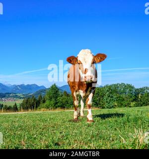 Eine Gruppe junger Kühe grasen auf einer sonnigen Wiese im östlichen Allgäu Stockfoto