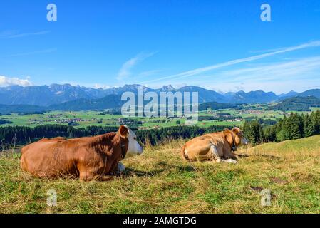 Eine Gruppe junger Kühe grasen auf einer sonnigen Wiese im östlichen Allgäu Stockfoto
