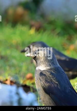 Western Jackdaw Coloeus monedula Stockfoto