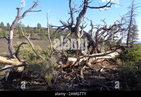 Anfang Sommer in Arizona: Abgestürzten toten Baum in Bonita Lavastrom Bereich Sunset Crater Volcano National Monument Stockfoto