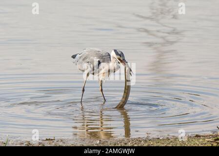 Nahaufnahme des britischen Graureiheres (Ardea cinerea), der sich ernährt und isoliert im Wasser steht, das darum kämpft, großen Aal zu essen. Hungriger gieriger Vogel, großer Appetit. Stockfoto