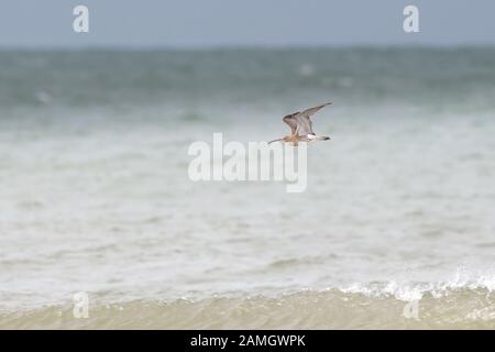 Wilde UK curlew Vogel (Numenius arquata) in der Luft Flug über den Ozean Wasser in der Nähe der Küste isoliert. Curlew Flying Free über Meer Wasser, UK Strand. Stockfoto