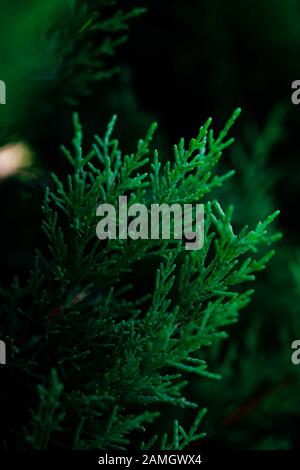 Grüne Kulisse. Strauch von Juniper bei der selektiven Fokus auf einem unscharfen Hintergrund von immergrünen Pflanzen im Sommer. Stockfoto