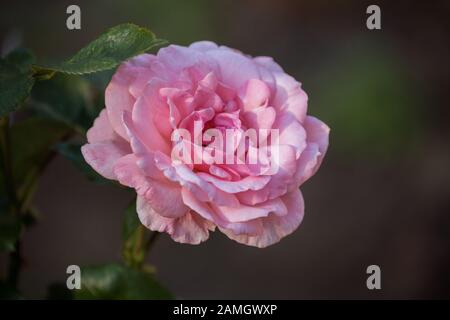 Nahaufnahme der rosafarbenen Rosenblume im Garten. Einzelne Blumensorten Carina auf dunklem Hintergrund Stockfoto