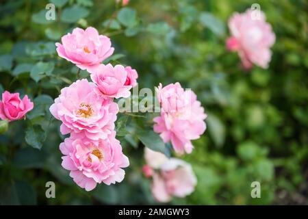 Blühende Strauchrosen in einem Garten. Zarte rosafarbene Blumen Rose Sommerwind Stockfoto
