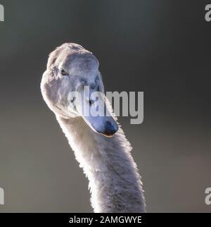 Nahaufnahme eines wilden, im Freien isolierten Schwanenschnabels (Cygnus olor) aus Großbritannien mit detaillierter Vorderansicht des Schnabels. Stockfoto