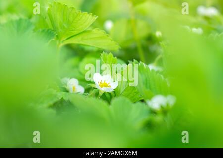 Auf dem Bett wächst frühlingsblühende Erdbeere. Weiße Erdbeerblumen im Sommer. Stockfoto