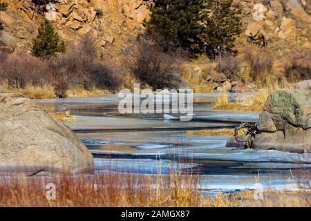 Tiefgefrorene Einsamkeit am Quellwasser des South Platte River im Eleven Mile Canyon Colorado Stockfoto