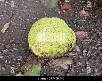 Nahaufnahme der Früchte des Osage Orange (Maclura pomifera)-Baums Danville, Kalifornien, 28. November 2019. () Stockfoto