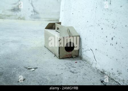 Ein Bild von einem Papier Ratte Trap mit einigen Pellets mit Gift außerhalb der Box. Gefährlich zu berühren oder zu essen. Stockfoto