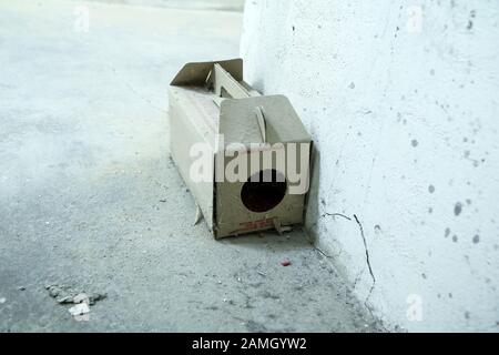 Ein Bild von einem Papier Ratte Trap mit einigen Pellets mit Gift außerhalb der Box. Gefährlich zu berühren oder zu essen. Stockfoto