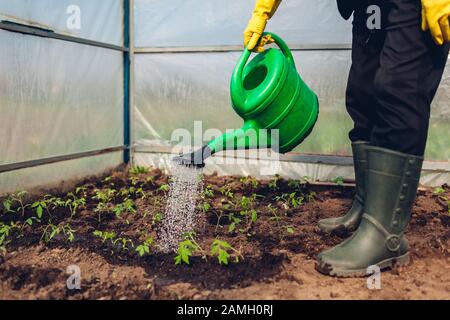 Bauer, der Tomatensämlinge mit einer Gießkanne im Frühlings-Gewächshaus wässert. Landwirtschaft Stockfoto