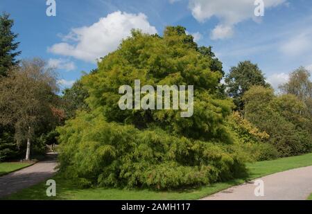 Frühling Laub der Blätterverlierenden Nadelbaum Kahl oder Swamp Cypress Tree (Distichum Taxodium distichum) in einem Park Stockfoto