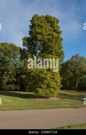 Frühling Laub der Blätterverlierenden Nadelbaum Kahl oder Swamp Cypress Tree (Distichum Taxodium distichum) in einem Park Stockfoto