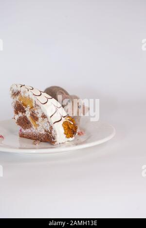 Diät-Konzept. Die Maus isst ein Stück süßer Kuchen mit einer Nuss auf weißem Grund Stockfoto