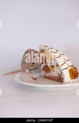 Diät-Konzept. Zhor Night: Ratte isst Nussbaum mit einer Scheibe saftigen und leckeren Kuchen Stockfoto