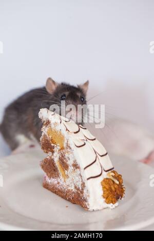 Diät-Konzept. Kleine graue Ratte isst ein Stück Quark mit einer Nuss. Gourmet-Maus. Mäusekoch-Schaber Stockfoto