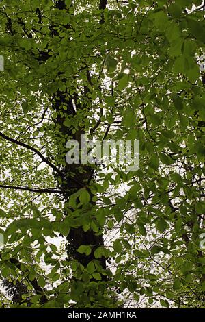 Wald von Bere, Hampshire, England, Großbritannien: Baumbedachung mit neuem Quelllaub Stockfoto