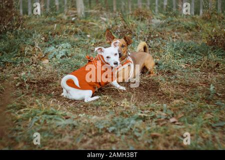 Zwei kleine Hundefreunde spielen zusammen auf einer Wiese. Analoger Vintage-Film-Look mit verwirbeltem Bokeh. Verspielte Hunde im kalten Saisonkonzept. Stockfoto