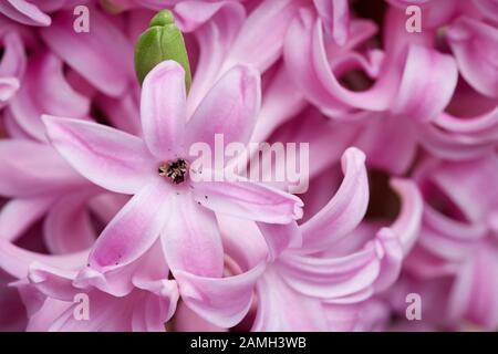 Makro-Nahaufnahme einer rosafarbenen Hyazinthblüte (Hyacinthus) mit einer grünen Knospe Stockfoto