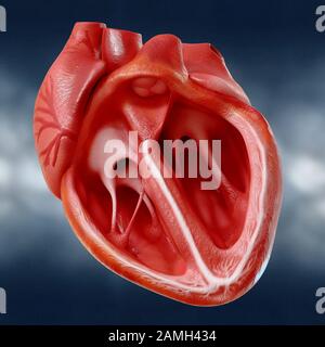 Anatomisch korrekte Modell des menschlichen Herzens mit Kammern und großen Gefäße, 3D-Rendering Stockfoto