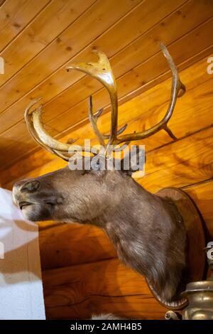 Der Kopf eines Deers, der an der Hauswand aus Holz hängt Stockfoto