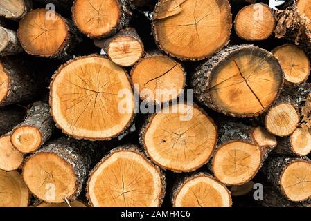 Holzstämme für den Verkauf in Brandstelle zu Hause auf Wald Holz grüne Biomasseenergie gelagert Stockfoto