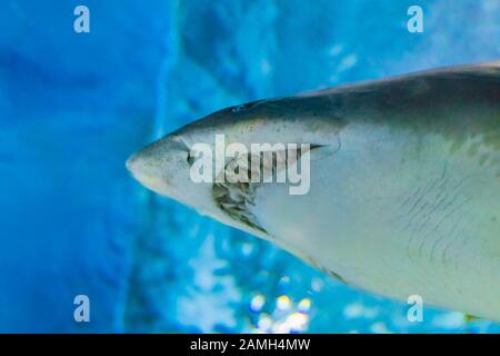 Großer Sandtiger Hai - CARCHARIAS TAURUS im klaren blauen Wasser des Atlantiks. Stockfoto