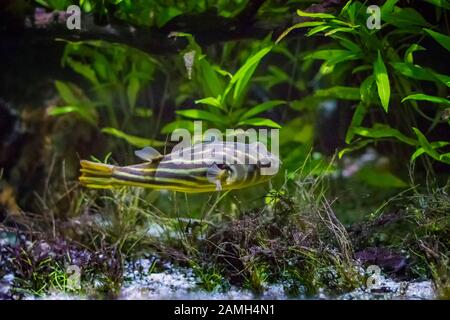 Der gestreifte Burrfisch oder einfach Burrfish Chilomycterus schoepfi gehört zur Stachelschweinfamilie Diodontidae. Stockfoto